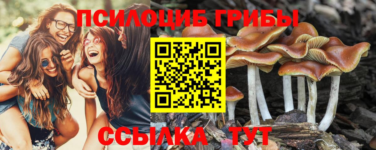 Мурино  Галлюциногенные грибы Psilocybe  Вход с VPN 